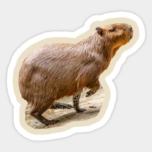 Out for a run Capybara Sticker